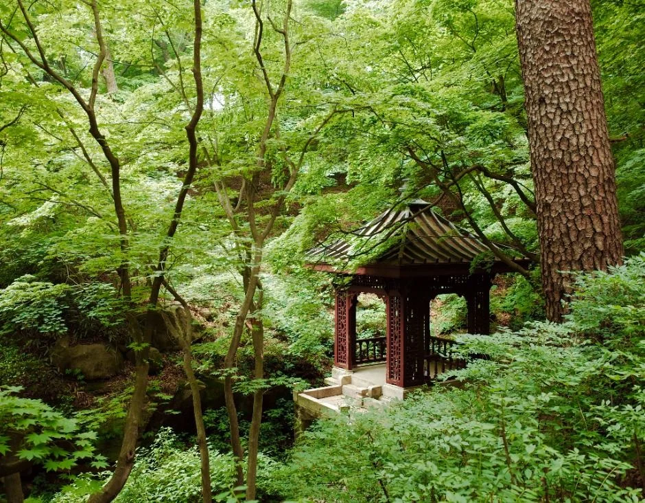 초록 잎이 우거진 숲 속 소나무 옆에 선 붉은 기둥의 작은 정자