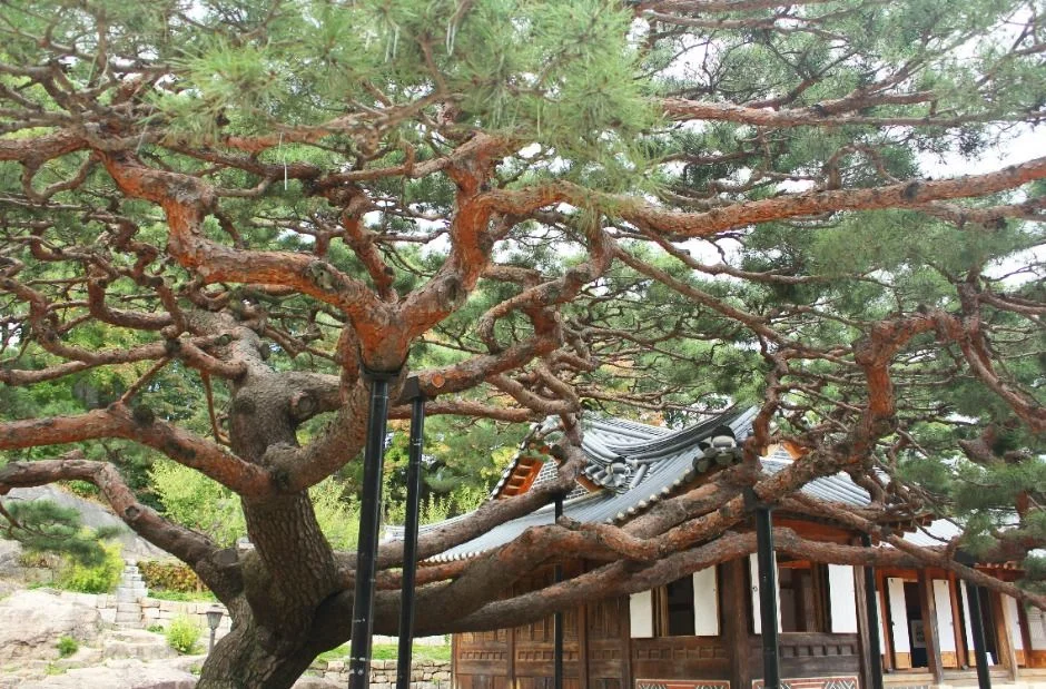 굵게 뻗은 소나무 가지 아래로 보이는 한옥 기와지붕