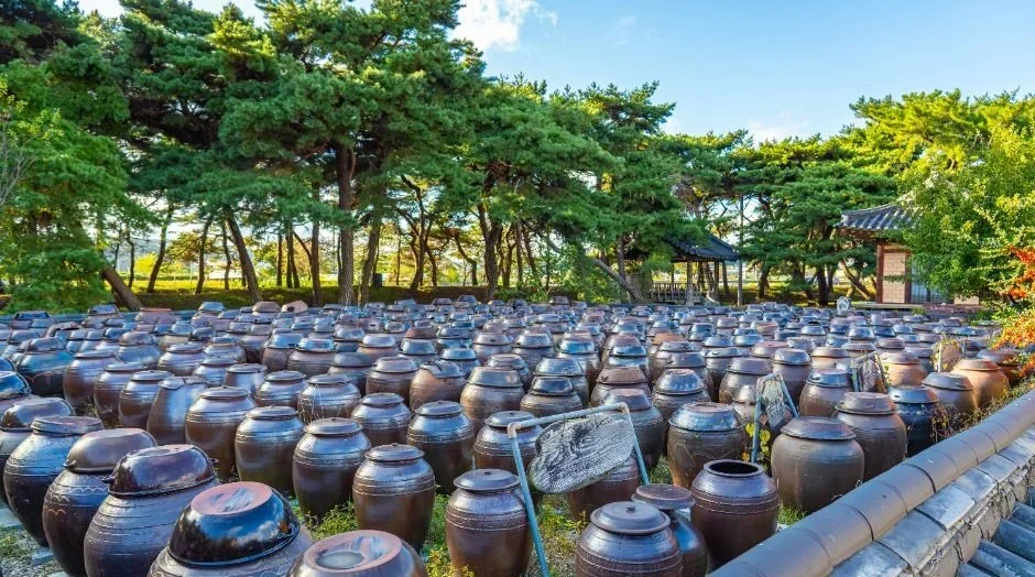 기와 담장 앞 소나무 아래 빼곡히 놓인 장독들
