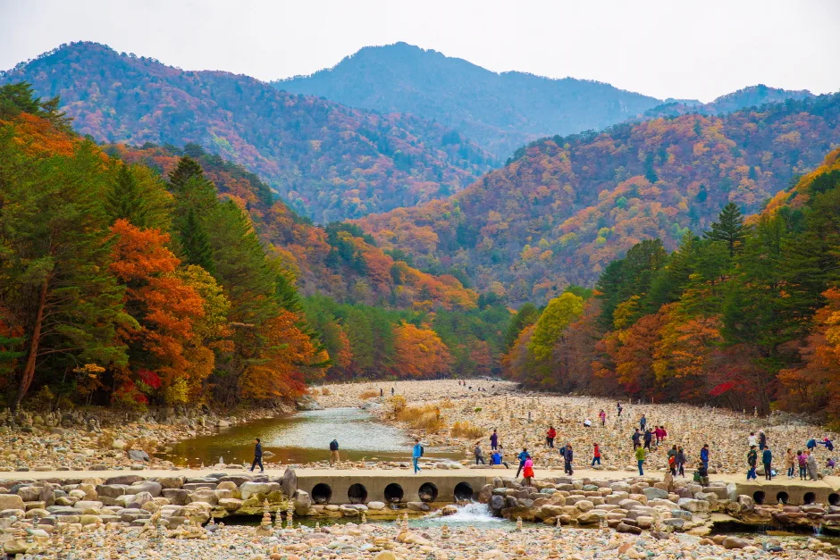 붉은 단풍이 든 산을 배경으로 돌이 깔린 백담계곡을 사람들이 건너는 풍경