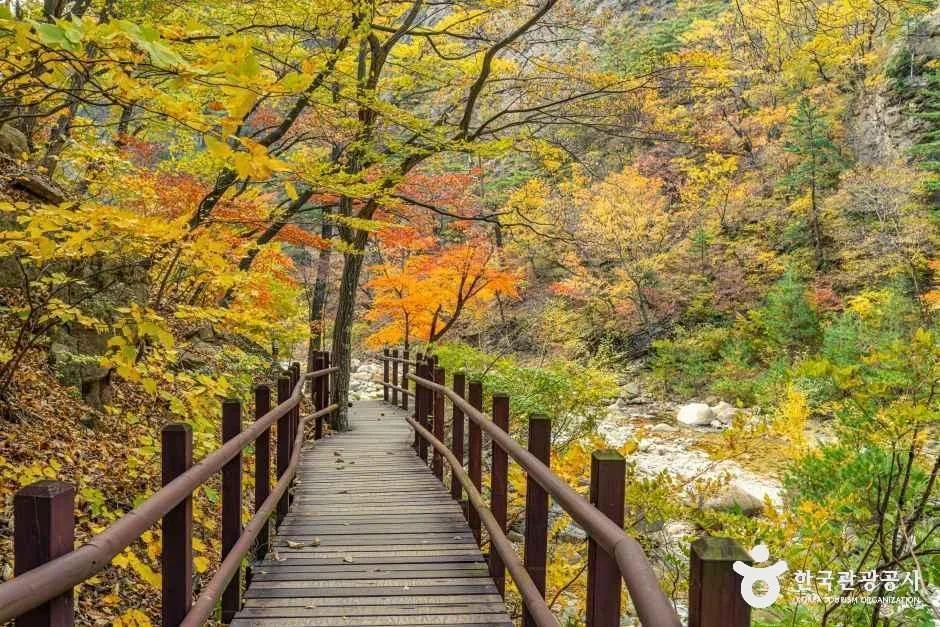 붉고 노란 단풍 사이로 나무 데크 길이 이어진 풍경