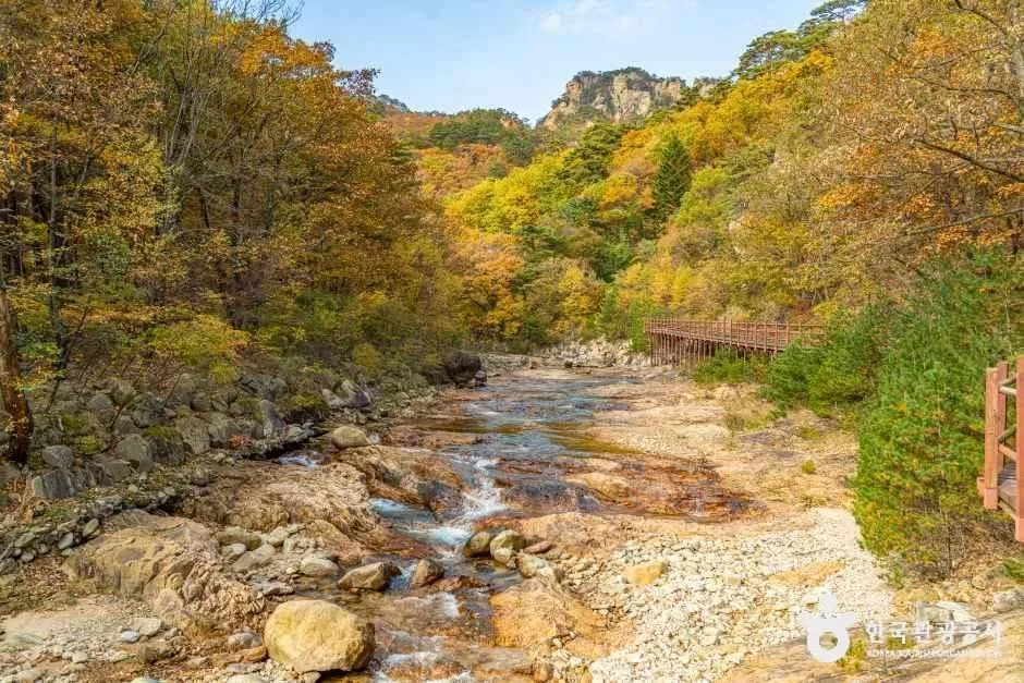 노랗게 물든 숲 사이로 자갈 계곡이 흐르는 풍경
