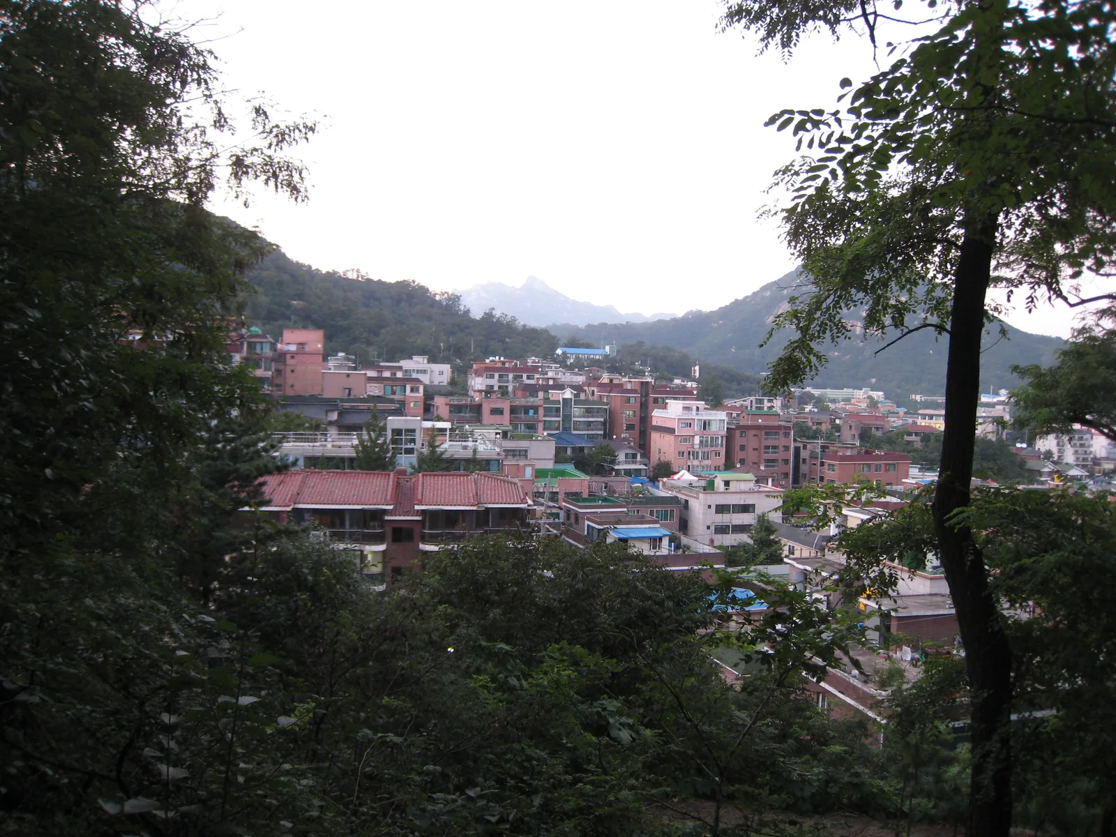 인왕산 자락 산책로 주변 화단에 코스모스가 피어 있는 모습