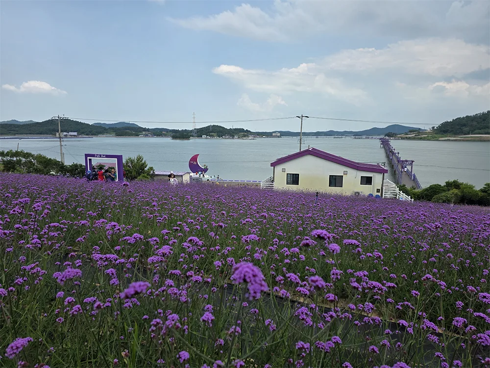 보라색 지붕의 언덕 위 집과 바다 건너 이어지는 퍼플교, 앞쪽엔 보라색 버들마편초 꽃밭과 관람객들