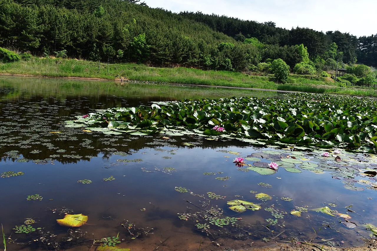 두웅습지 수면을 가득 채운 수련 군락과 분홍색 꽃, 저 멀리 목재 데크와 정자가 보이는 풍경