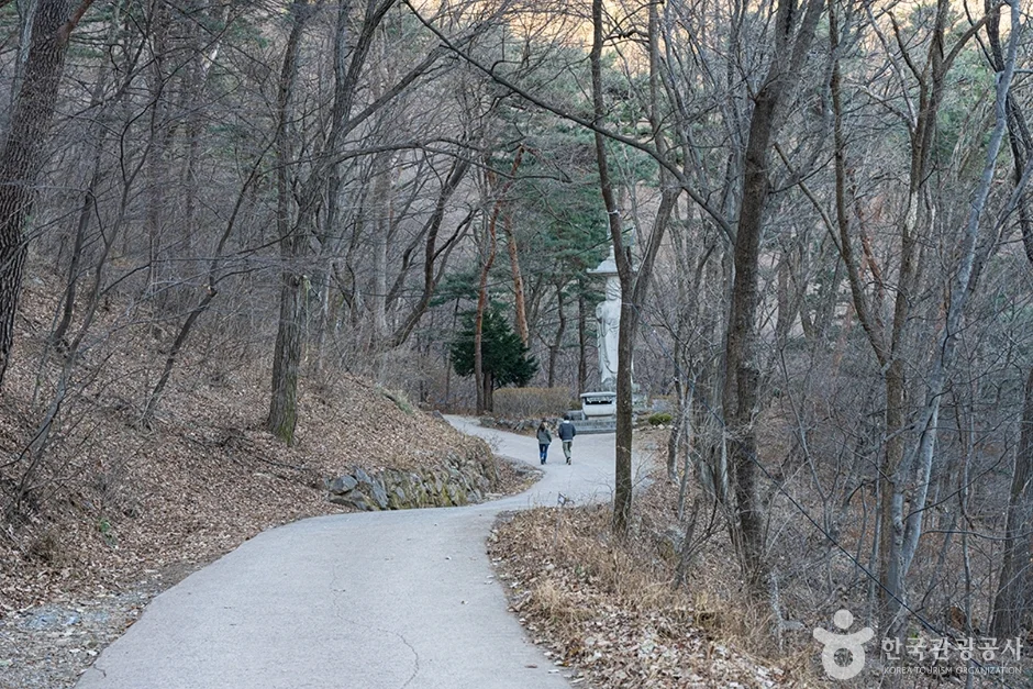 잎이 떨어진 나무 사이로 난 운길산 탐방로