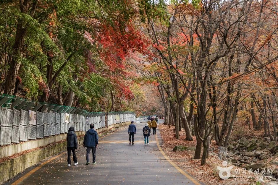 붉게 물든 단풍나무 아래 길을 걷는 사람들