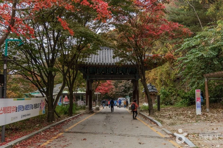 붉은 단풍나무 사이에 기와지붕 일주문이 서 있고 사람들이 길을 걷는 모습