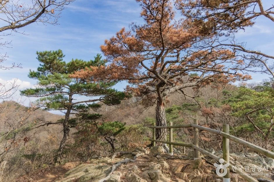 소나무와 목재 난간 너머로 보이는 소요산 능선