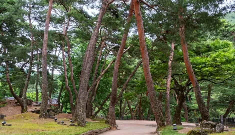 붉은 줄기의 소나무가 줄지어 서 있고 흙길이 숲 사이로 이어지는 소수서원 일대 산책로