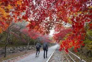 넓게 펼쳐진 탑정호 저수지와 그 위를 가로지르는 하얀 출렁다리를 위에서 내려다본 항공 전경