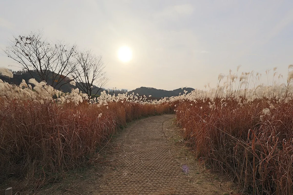 구름 낀 하늘에 해가 걸린 억새밭 사이 길