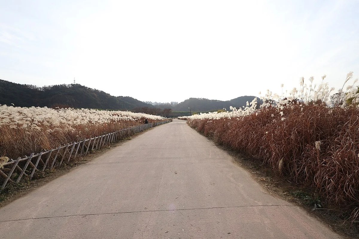 갈색 억새가 양옆에 늘어선 태화강변 산책 길