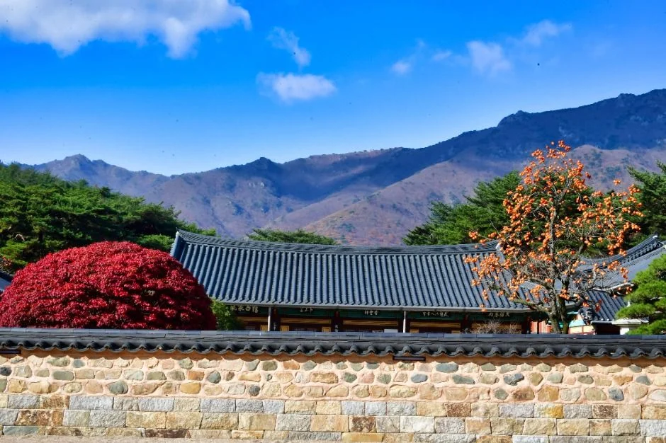 전각 지붕 뒤로 산 능선이 보이고 앞쪽에 붉은 관목과 주황빛 나무가 있는 통도사 경내