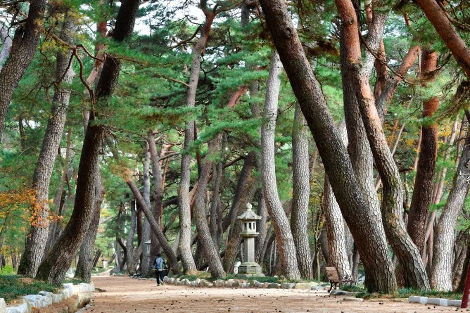 소나무가 줄지어 선 길 옆으로 석등이 보이는 통도사 소나무길