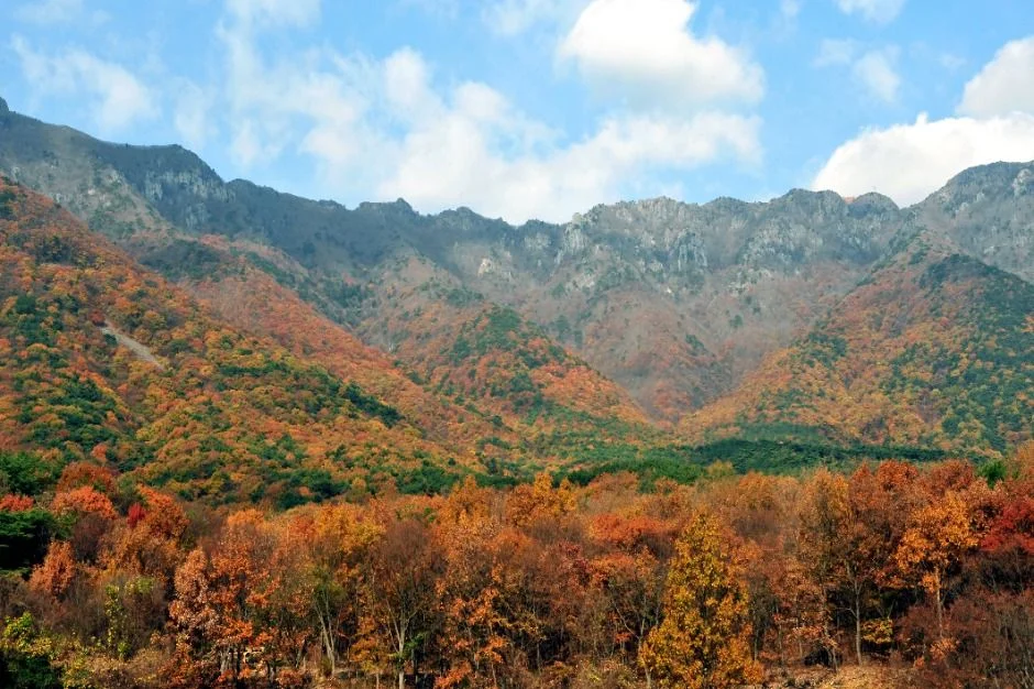 붉고 주황빛으로 물든 나무가 덮은 영축산 능선과 산자락