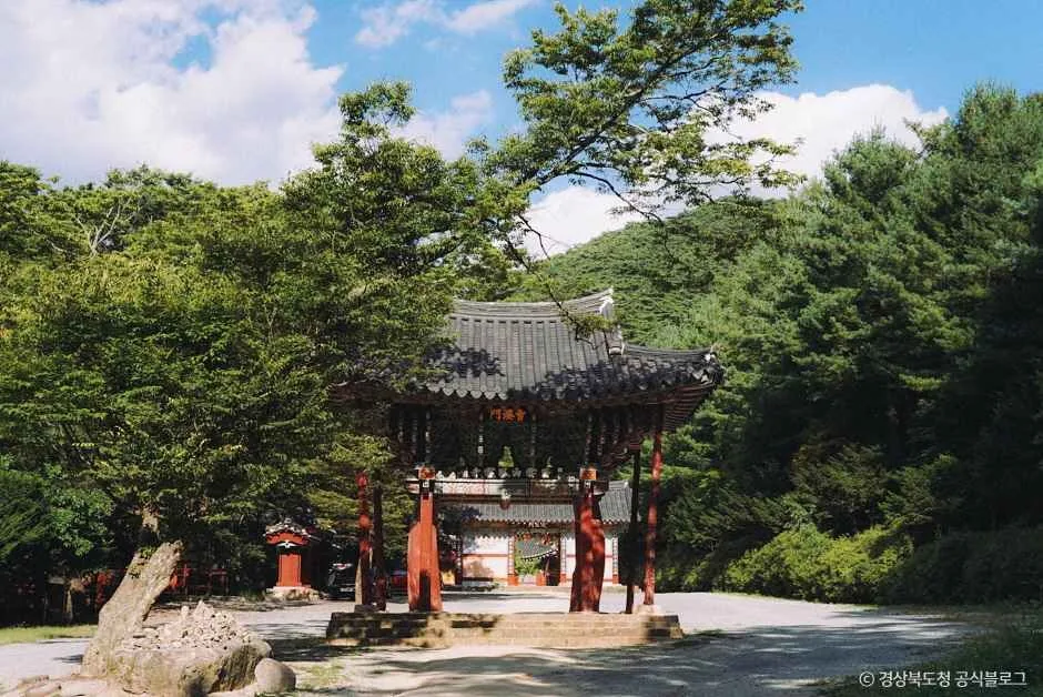 소나무 사이에 서 있는 고운사 경내 전각