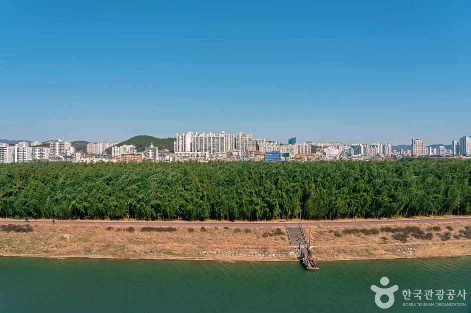 태화강 건너편으로 보이는 대숲과 울산 도심