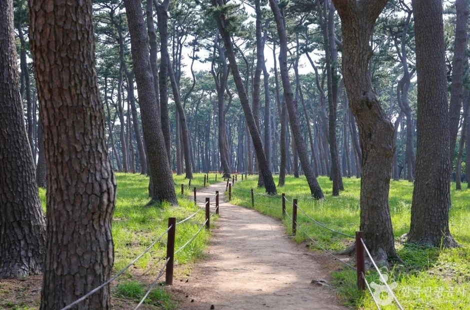 키 큰 소나무 사이로 흙길 산책로가 이어지는 송림