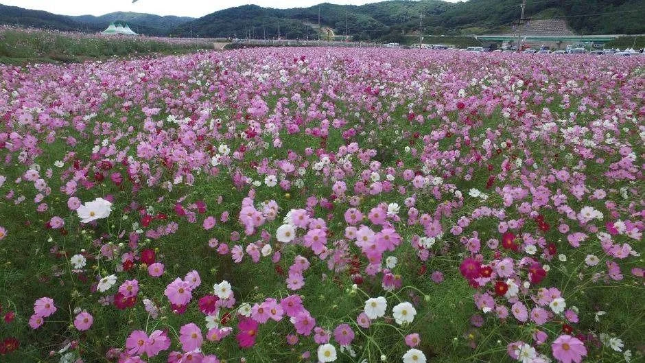 "12만 평이 한꺼번에 핍니다"… 코스모스밭에 차를 대려면 알아야 하는 것
