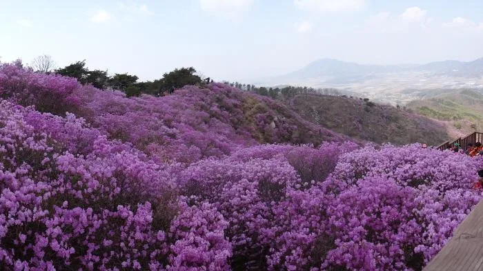 고려산 진달래 군락지