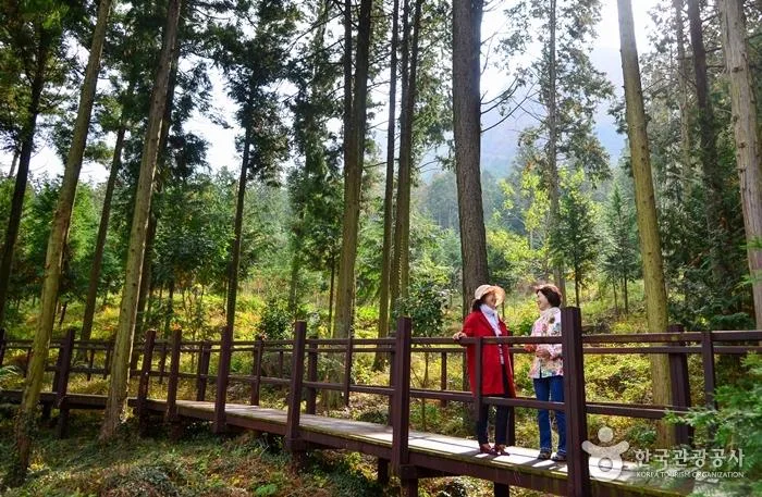 전남 장흥 편백숲 산책로