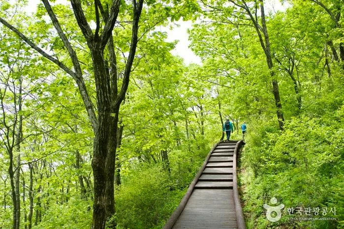 경북 영천 보현산 숲길
