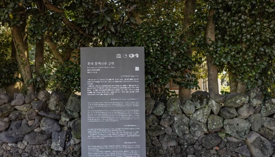돌담 앞에 세워진 위미 동백나무 군락 안내판