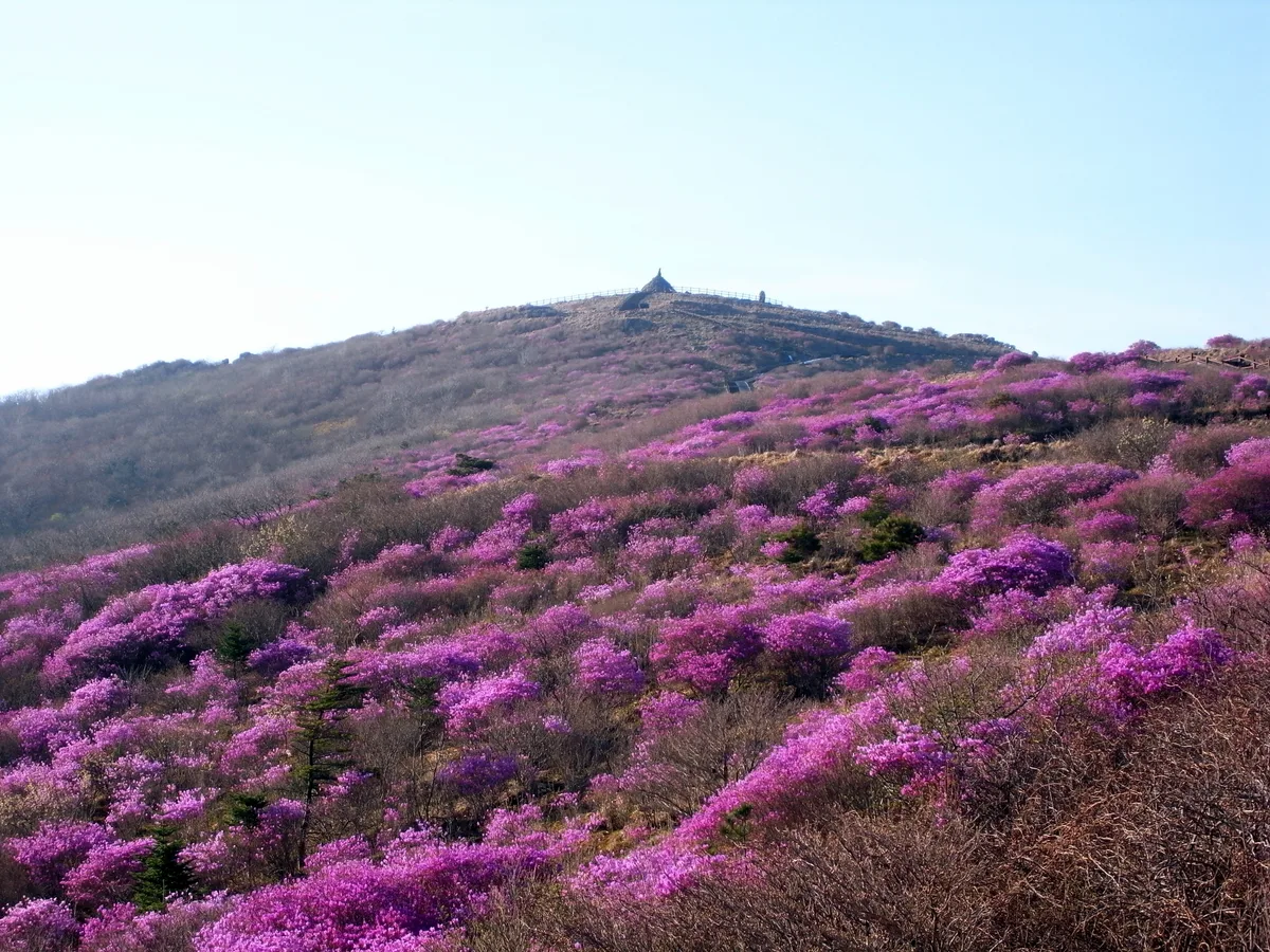노고단 능선을 뒤덮은 분홍빛 철쭉 군락과 능선 꼭대기에 자리한 노고단 돌탑