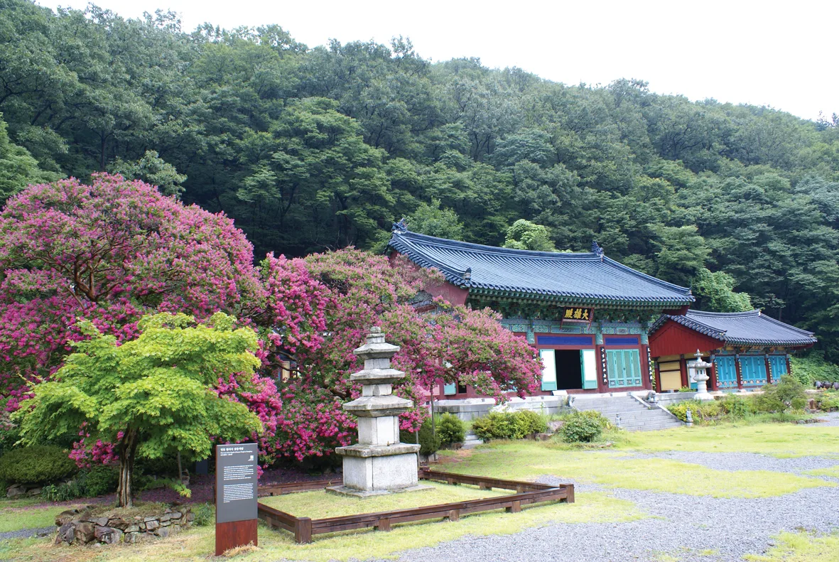 진분홍 배롱나무꽃이 흐드러진 사찰 마당에 석탑이 서 있고, 뒤로 파란 기와지붕의 법당이 보인다