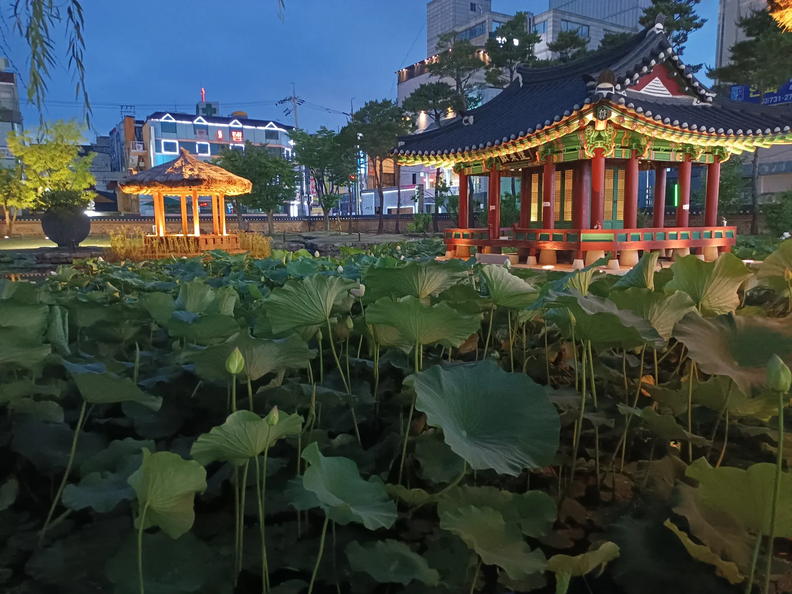 야간 조명이 켜진 원주 강원감영 후원 전각과 연못의 연잎, 뒤로 원주 도심 고층 건물들이 보인다