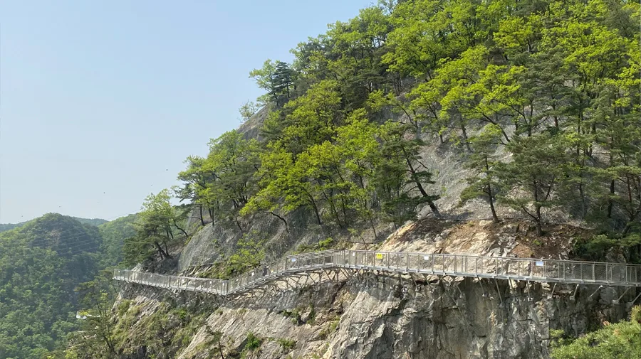 소나무가 우거진 절벽에 설치된 소금잔도 데크길이 산허리를 따라 이어진 모습