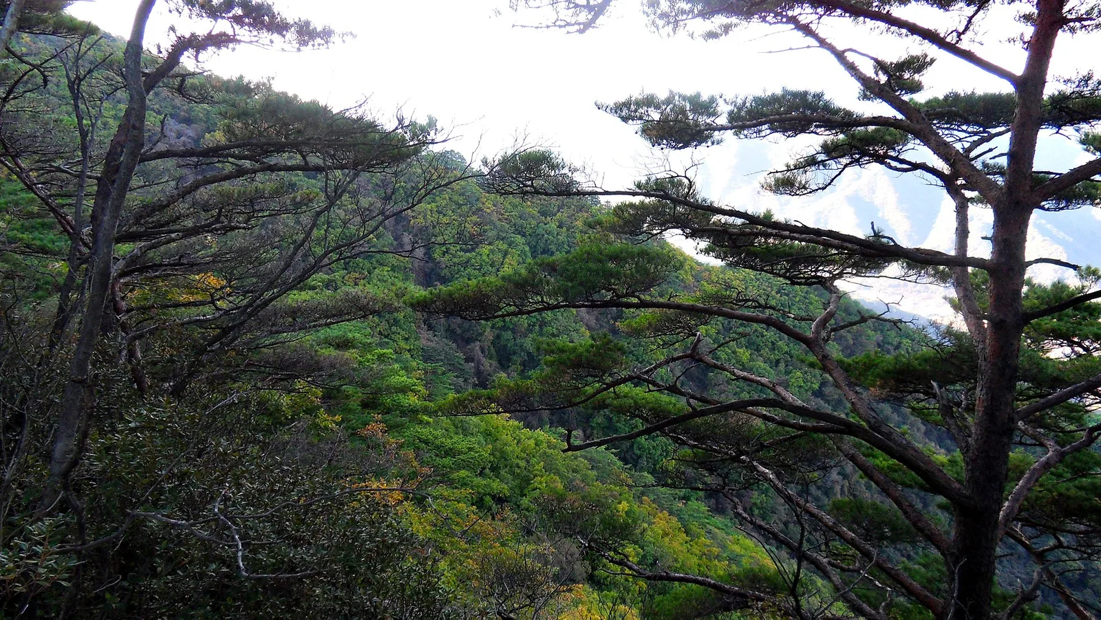 월악산 숲 사이로 보이는 능선, 소나무 가지 사이로 흐린 하늘과 산줄기가 펼쳐진 모습