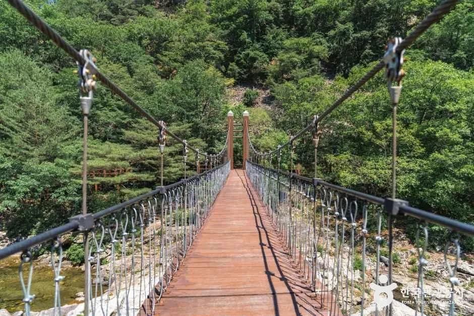 숲 사이 계곡 위로 붉은 목재 바닥의 출렁다리가 놓여 있는 모습