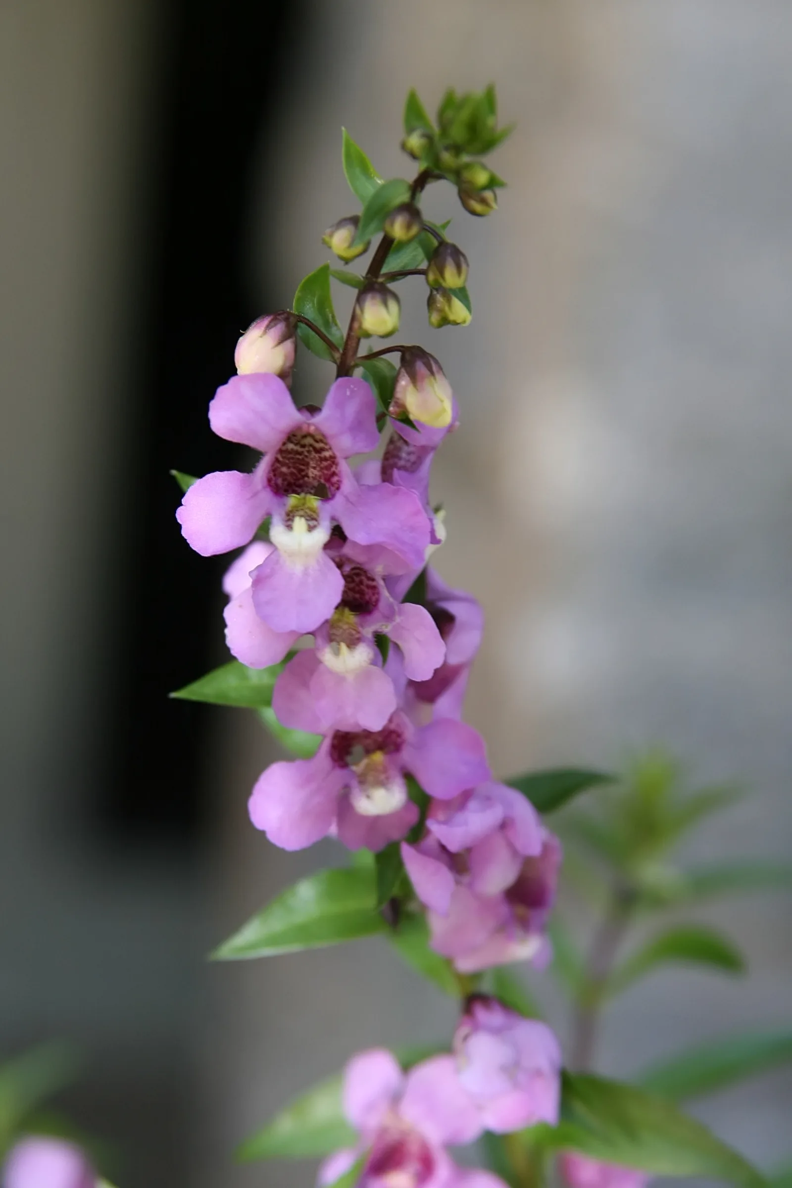 보라색과 분홍색 안젤로니아(Angelonia angustifolia) 꽃이 줄기를 따라 촘촘히 핀 모습