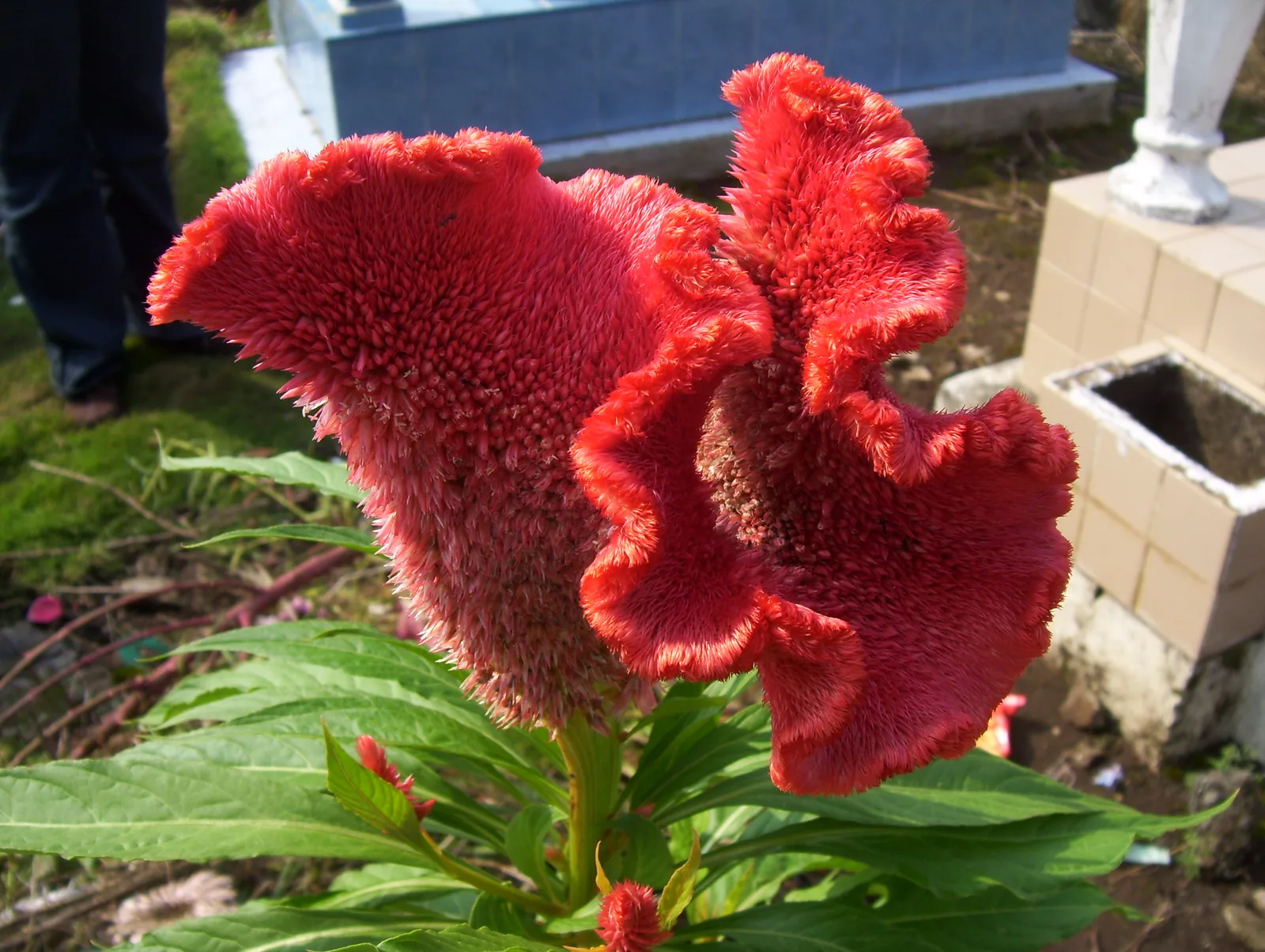 붉은 볏 모양의 맨드라미(Celosia argentea var. cristata) 꽃송이를 근접 촬영한 모습