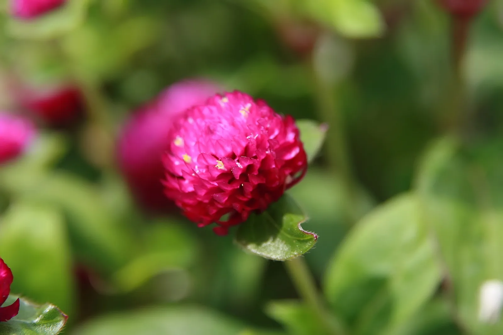 진분홍색 천일홍(꽃댕강, 학명 Gomphrena globosa) 꽃송이를 근접 촬영한 모습