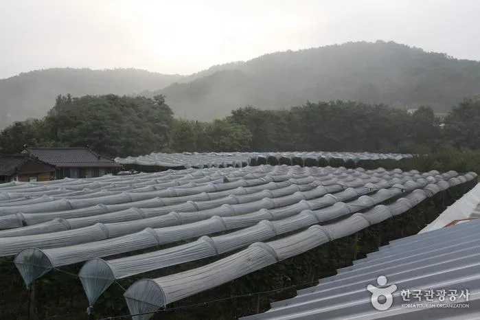 영천 포도밭, 방조망을 씌운 포도나무 이랑이 산자락을 따라 늘어선 모습