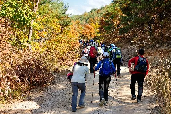 단풍이 물든 숲길을 따라 여러 명의 등산객이 스틱을 짚으며 줄지어 걷고 있는 모습