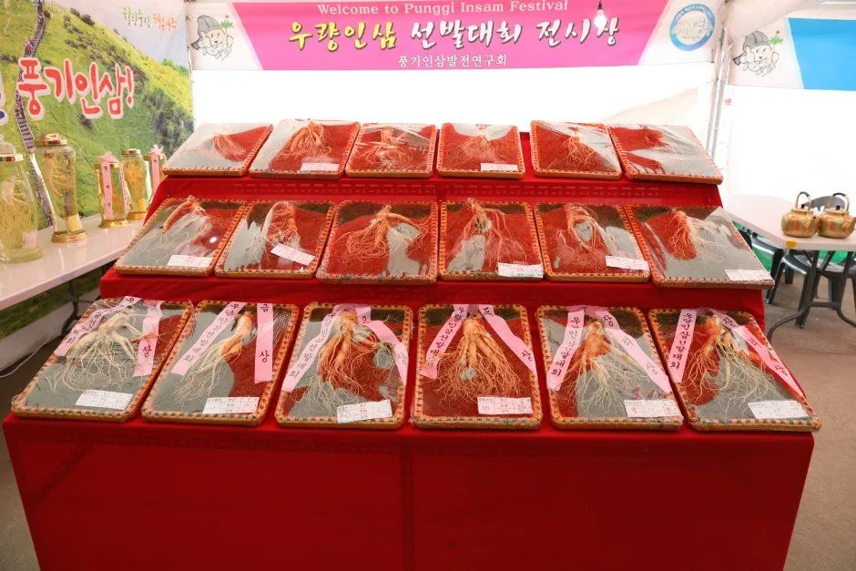 붉은 포장 상자에 담겨 진열된 풍기 인삼 선물 세트