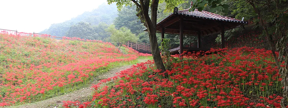 "열흘간 40만 명이 다녀갔는데, 이 절 얘기는 없습니다"… 3대 꽃무릇 명소를 숫자로 갈라봤다